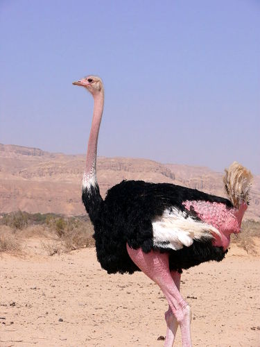 North African Ostrich