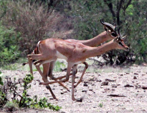 Northern Gerenuk