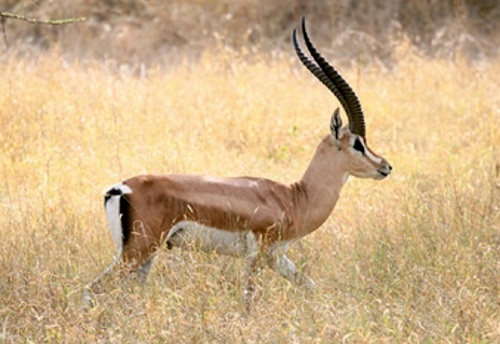 Northern Grant's Gazelle