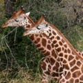 Nubian Giraffe