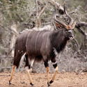 Nyala Bull