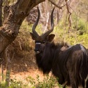 Nyala Bull