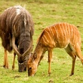 Nyala Bull & Ewe