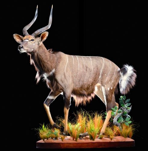 Nyala Full Mount