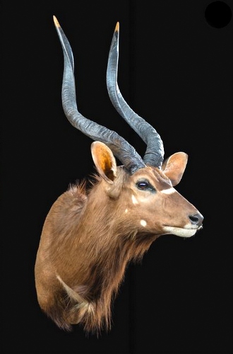 Nyala Taxidermy Cleaning