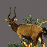 Nyala Bull Full Mount