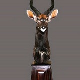 Nyala Bull Pedestal Mount