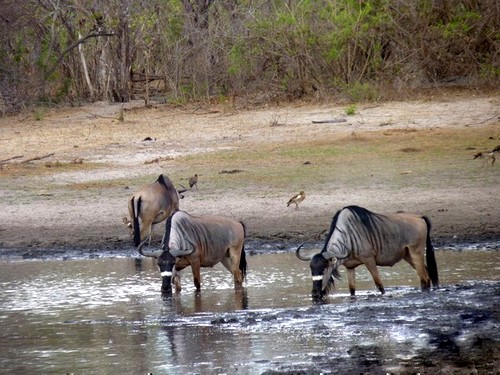Nyasaland Wildebeest