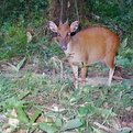 Ogilby's Duiker