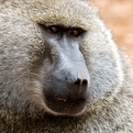 Olive Baboon