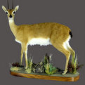 Oribi Full Mount