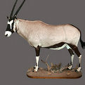 Gemsbok Full Mount