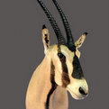 Gemsbok Shoulder Mount