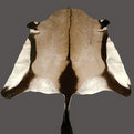 Gemsbok Rug Mount