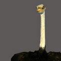 Ostrich Half Mount