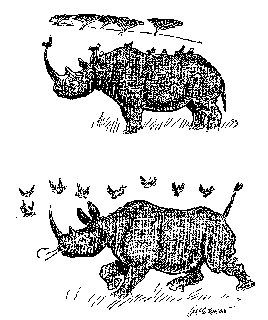 Drawing: Before and After the Rhino Birds Give the Alarm