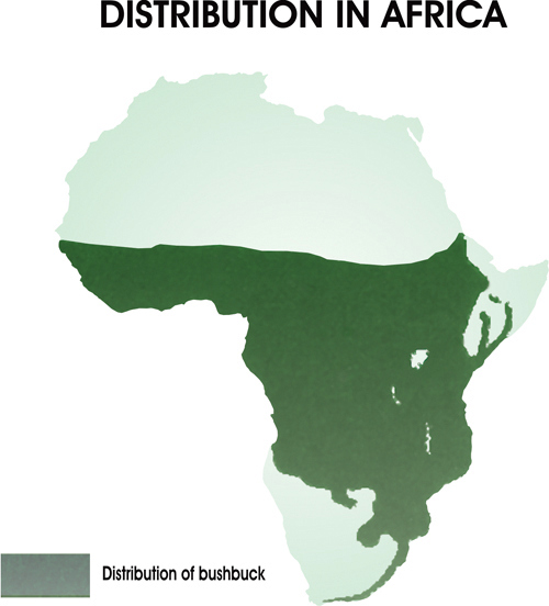 Bushbuck Distribution Bushbuck Distribution