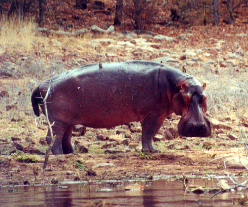 Hunting Hippo On Land