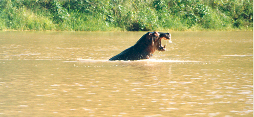 Hunting Hippo In Water