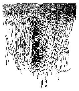 Drawing: Awaiting the Charge