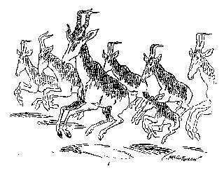 Drawing: The Young Kongoni Is Very Funny