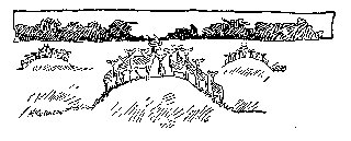 Drawing: The Gregarious Cob