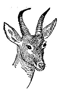 Drawing: Reedbuck