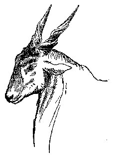 Drawing: Eland