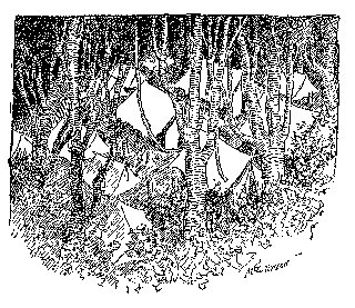 Drawing: Camp in the Forest