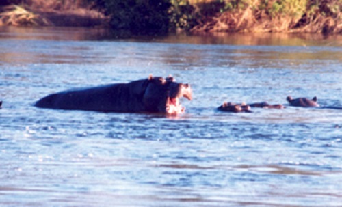 Hippo Shot Placement Hippo Shot Placement