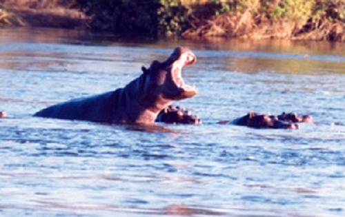 Hippopotamus Hippopotamus