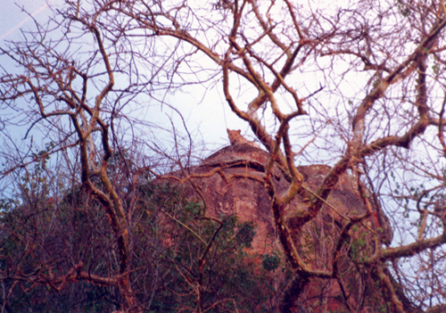 Educating Cats Image