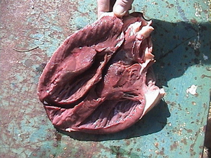 Bullet Wounds Image Bullet Wounds Image