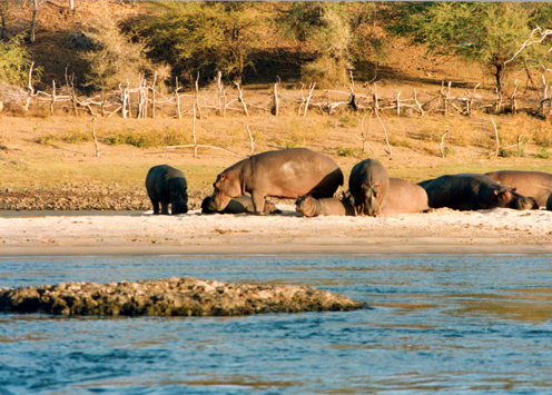 Hippo On Land