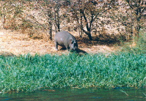 Hippo Trophy Judgement