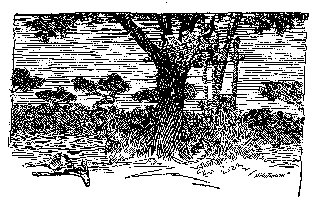 Drawing: The Tree Method Drawing: The Tree Method