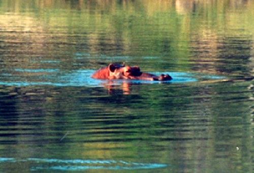 Hippo Hunting Hippo Hunting