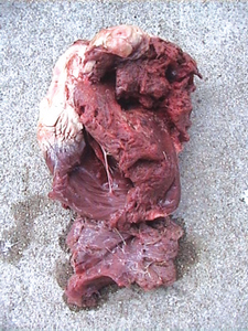 buffalo heart buffalo heart