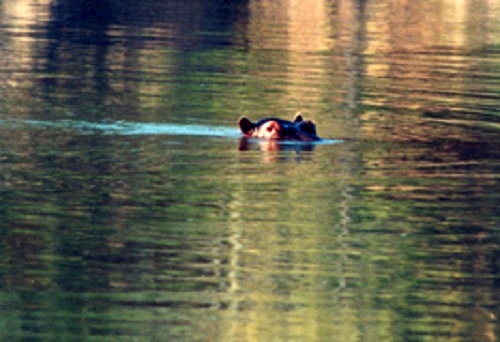 Hippo Shot Placement-2 Hippo Shot Placement-2