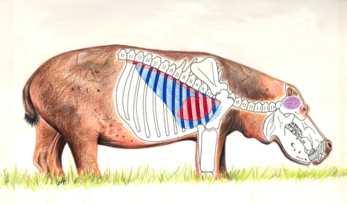 Hunting Hippo On Land