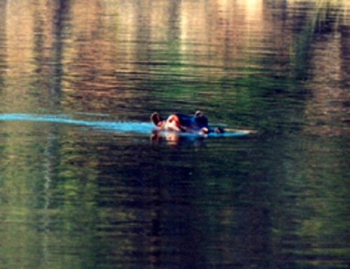 Hippo Shot Placement-2 Hippo Shot Placement-2