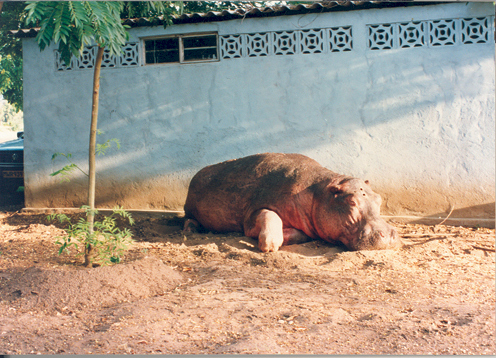 Hippo Shot Placement