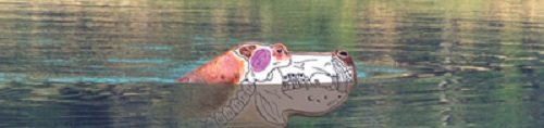 Shooting Hippo Shooting Hippo