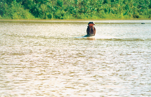 Hunting Hippo In Water