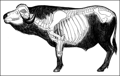 Buffalo Buffalo