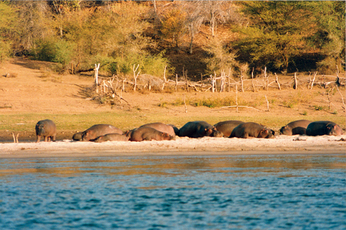 Hunting Hippo In Water