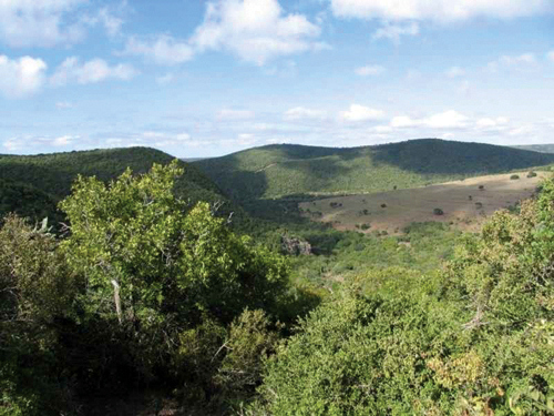 Bushbuck Habitat Bushbuck Habitat