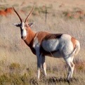 Painted Blesbok
