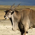 East African/Patterson's Eland Bull