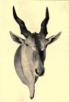 Patterson's Eland